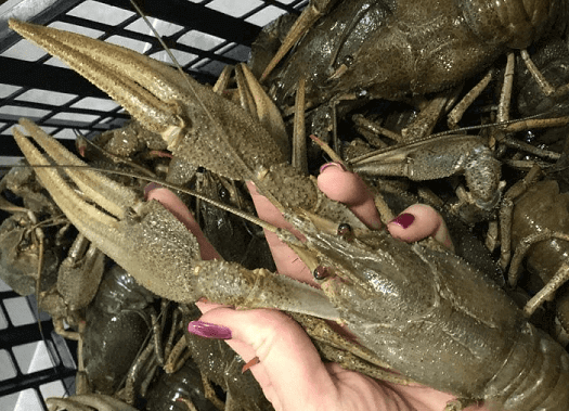 Завжди свіжі раки